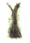 tree-with-ivy-tmb-5336.jpg
